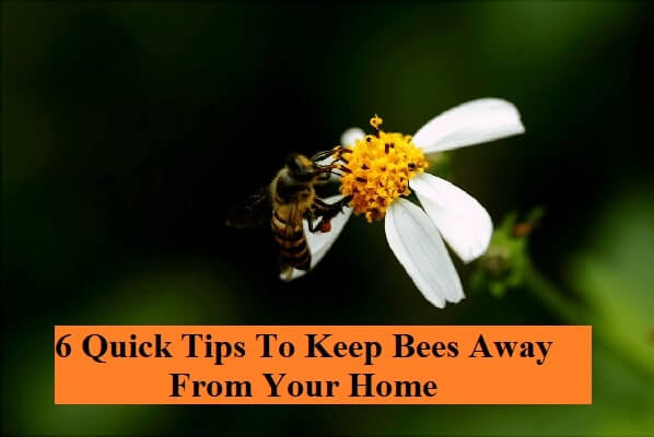 6 Quick Tips To Keep Bees Away From Your Home
