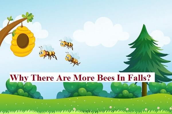 Why There Are More Bees In Falls?