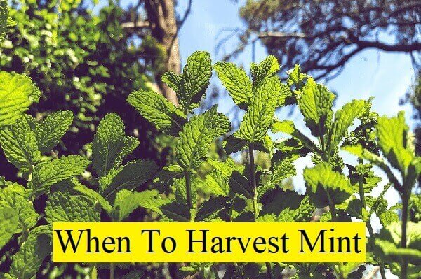 when to harvest mint