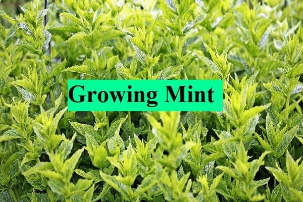 how to grow mint