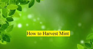 how to harvest mint