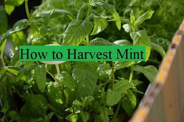 how to harvest mint top tips