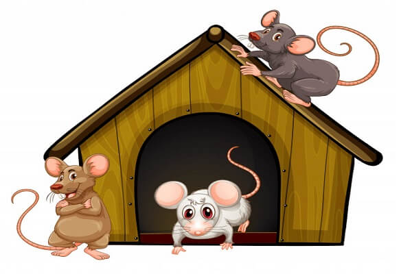 signs of presence of rats in home