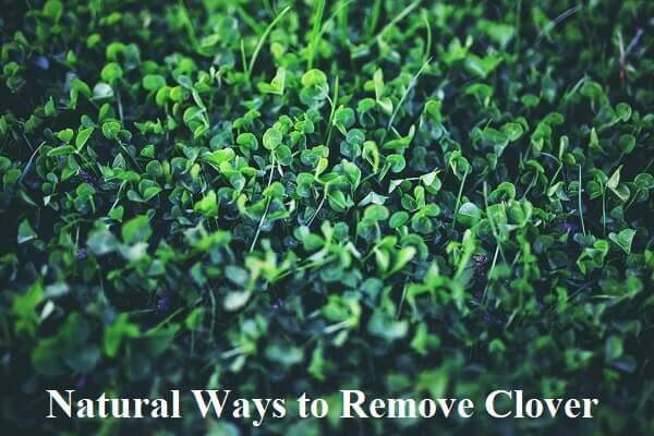 9 natural ways to remove clover