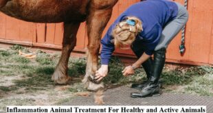 Inflammation Animal Treatment