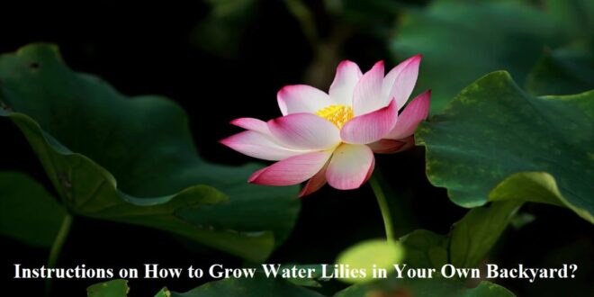 lili flower