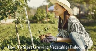 How To Start Growing Vegetables Indoors