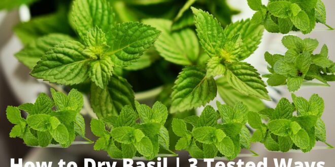 How to Dry Basil