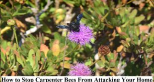 Stop Carpenter Bees