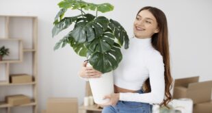 repotting indoor plants